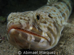 Sandiver, Vieques, P.R. by Abimael Márquez 